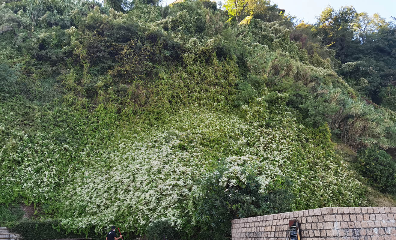 Polygonum aubertii